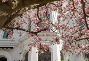White townhouses and magnolia trees in West London – reflecting the refined lifestyle of West London escorts