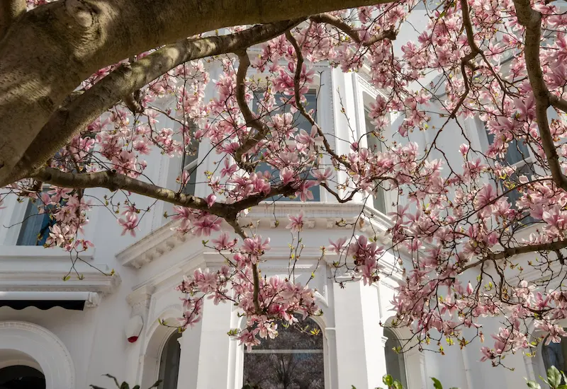White townhouses and magnolia trees in West London – reflecting the refined lifestyle of West London escorts