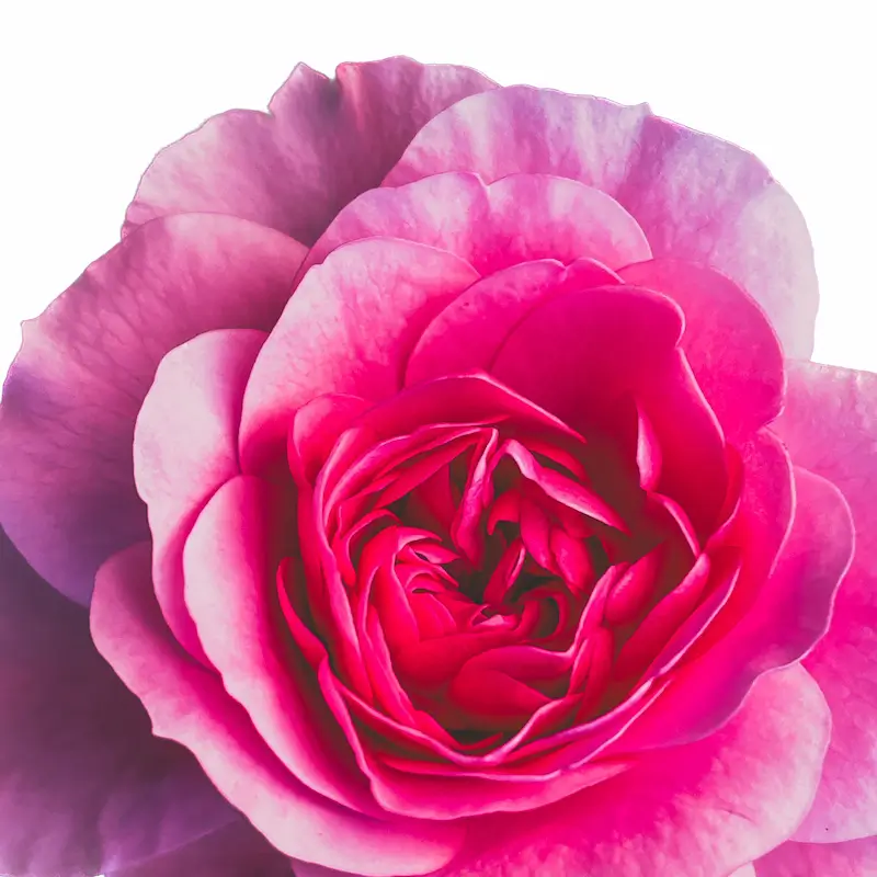 Close-up of a pink rose representing the romance and connection offered by GFE escorts