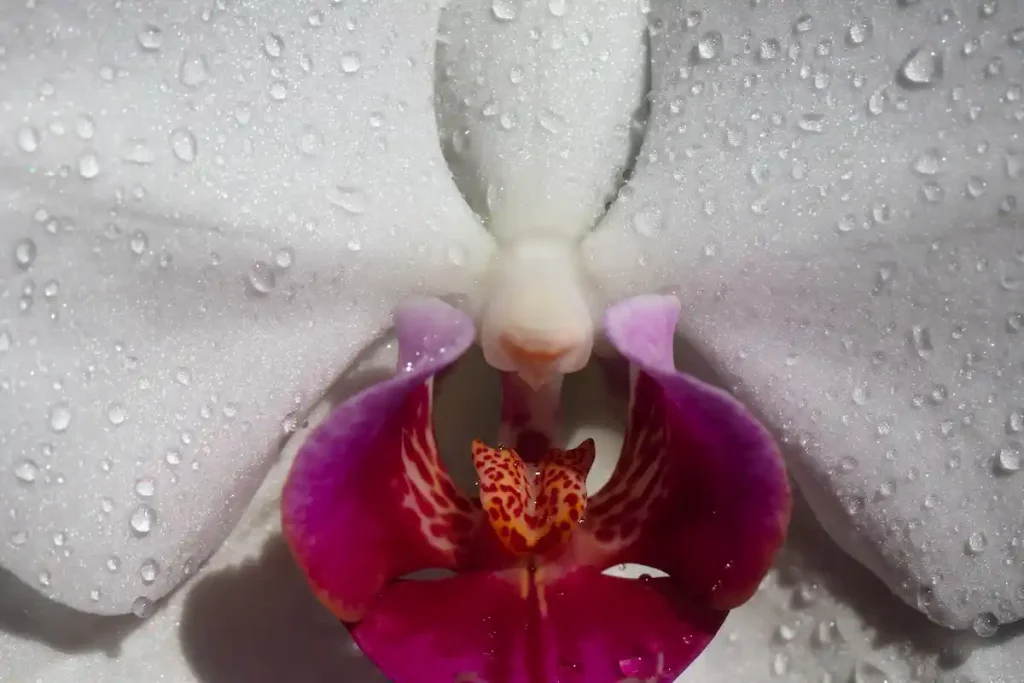Close-up of a white and magenta orchid illustrating the orgasm gap.