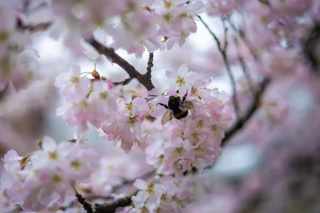 Bumblebee on soft pink cherry blossoms in spring, serene nature scene for North London escorts blog.