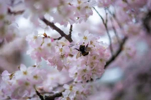 Bumblebee on soft pink cherry blossoms in spring, serene nature scene for North London escorts blog.